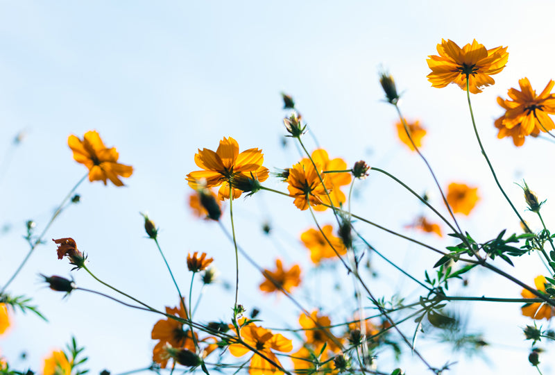 doshas in the time - the seasonal cycle